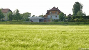 Gerstenfeld in Willersdorf